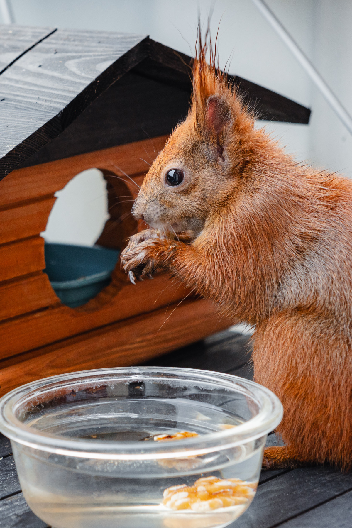 Ein rotes Eichhörnchen mit nassem Fell sitzt vor einem Futternapf.