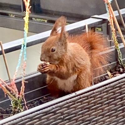 Eichhörnchen Einstein sitzt mit einer Nuss in den Pfoten im Blumenkasten