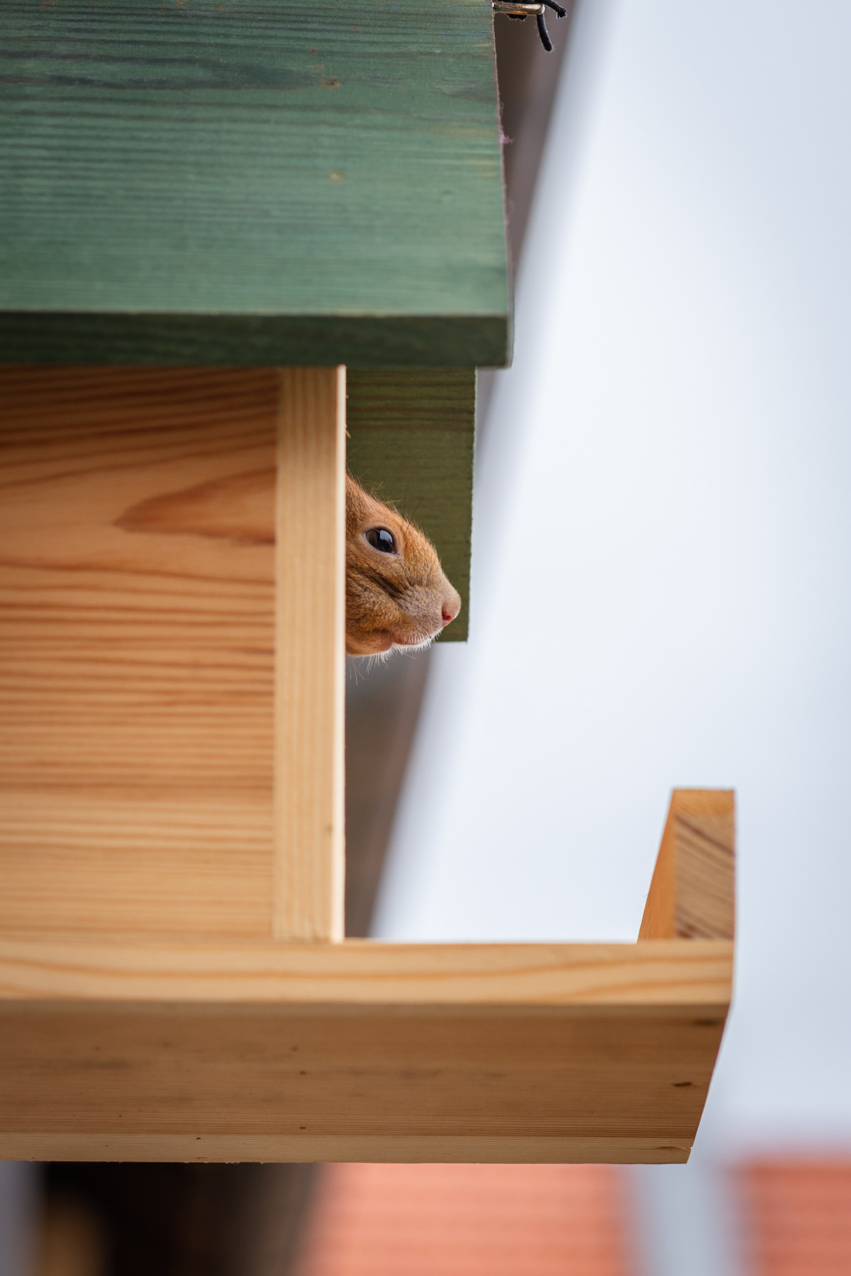 Aus einem Holzhaus schauen Augen und Schnauze eines roten Eichhörnchens heraus.