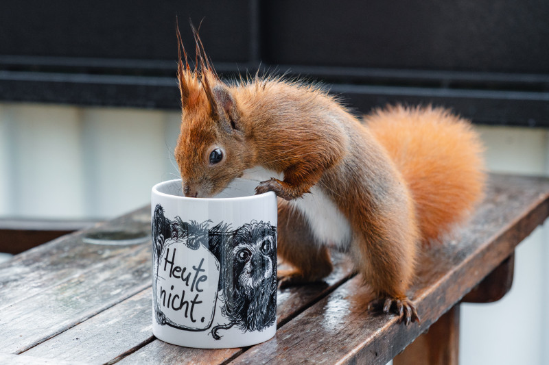 Ein rotes Eichhörnchen mit nassem Fell schaut neugierig in eine Tasse.